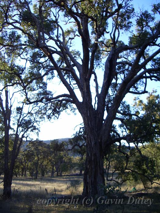 Eucalypt, Yarrowyck IMGP9802.JPG